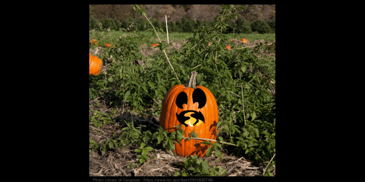 Pumpkin in field