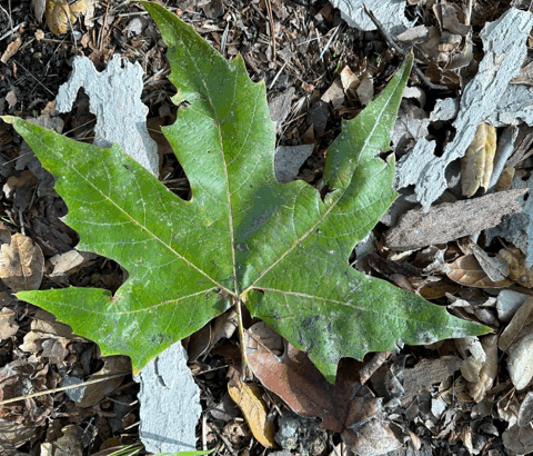 Leaf shape to Sparkling Star